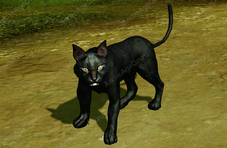 Черный кот в Архейдж