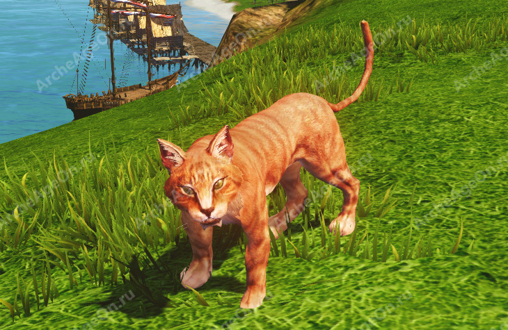 Рыжий камышовый кот в Архейдж