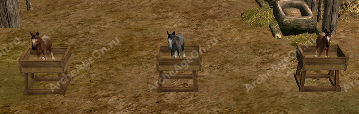 Жеребенок нуианского коня для покупки в Архейдж